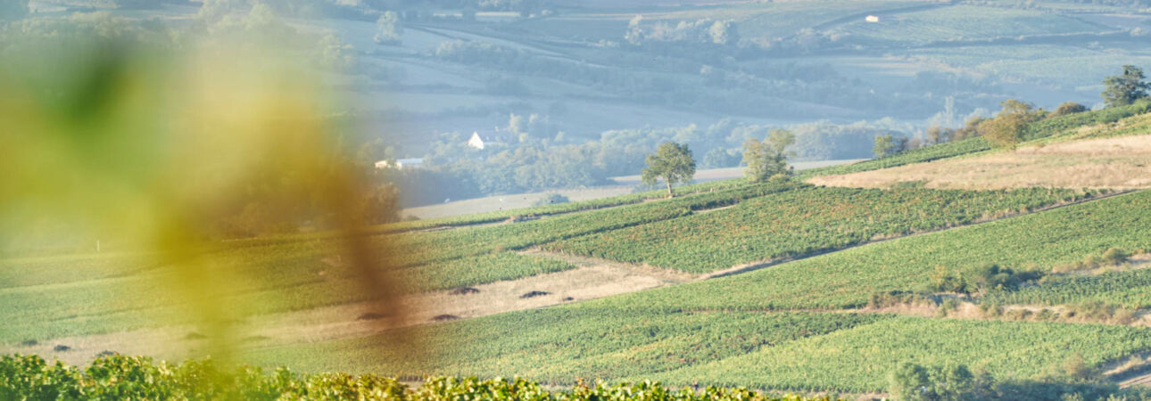 1n1a3531 copie scaled