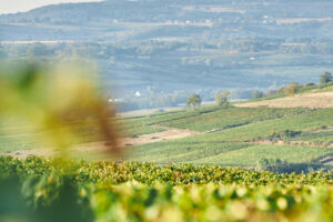 1n1a3531 copie scaled