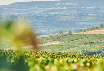 1n1a3531 copie scaled